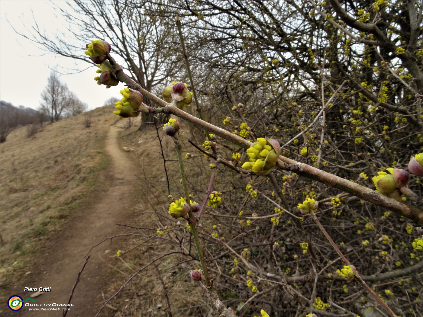 56 Risveglio di primavera.JPG